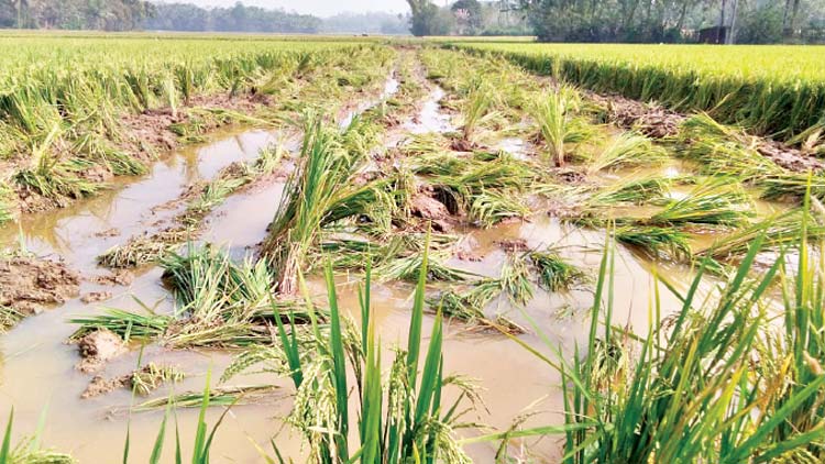 വാ​ത​ക പൈ​പ്പ്​ ​ലൈ​ൻ: ക​ണ്ണീ​ര്​ കൊ​യ്​​ത്​ ക​ർ​ഷ​ക​ർ
