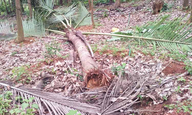 കാ​ടി​റ​ങ്ങി വ​ന്യ​മൃ​ഗ​ങ്ങ​ൾ;  ഭീ​തി​യി​ൽ മ​ല​യോ​ര​ഗ്രാ​മ​ങ്ങ​ൾ