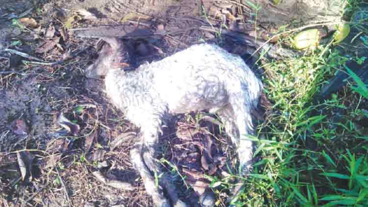 കണ്ടമംഗലത്ത് വീണ്ടും പുലിയുടെ ആക്രമണം ഏഴ് ആടുകളെ കടിച്ചുകൊന്നു