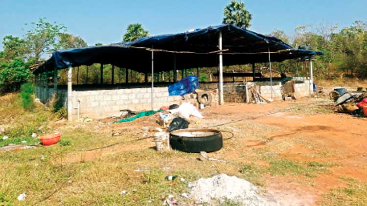 മു​ത​ല​മ​ട​യി​ൽ അ​ന​ധി​കൃ​ത  പ​ന്നി​ഫാ​മു​ക​ൾ പെ​രു​കു​ന്നു