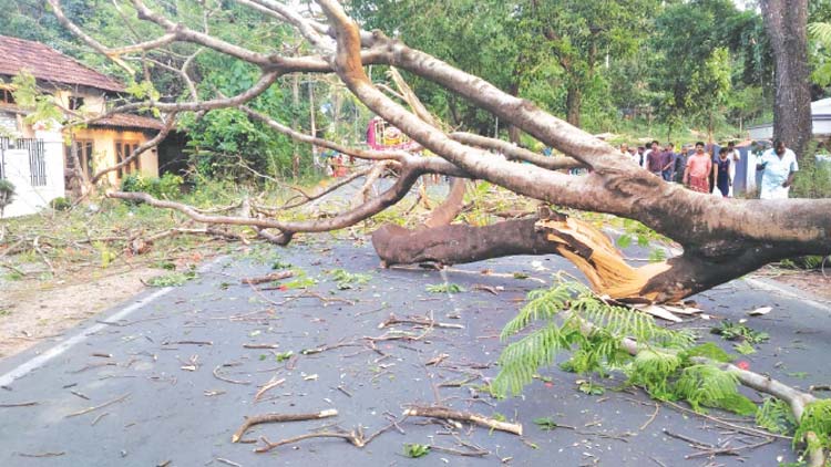 ദേ​ശീ​യ​പാ​ത​യി​ൽ മ​രം വീ​ണു; ഗ​താ​ഗ​തം ത​ട​സ്സ​പ്പെ​ട്ടു
