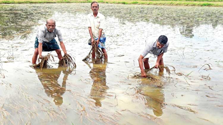 ക​തി​ര​ല്ല, ക​രി​യു​ന്ന മോ​ഹ​മാ​ണ്​...