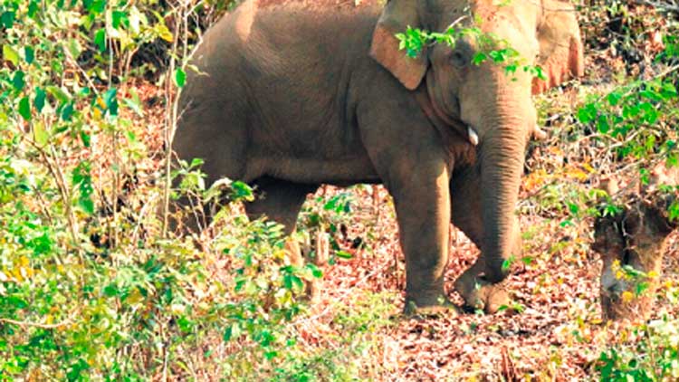 മൂന്നേക്കറിലും കാട്ടാന: ഭീതി ഒഴിയാതെ മലയോര ഗ്രാമങ്ങൾ