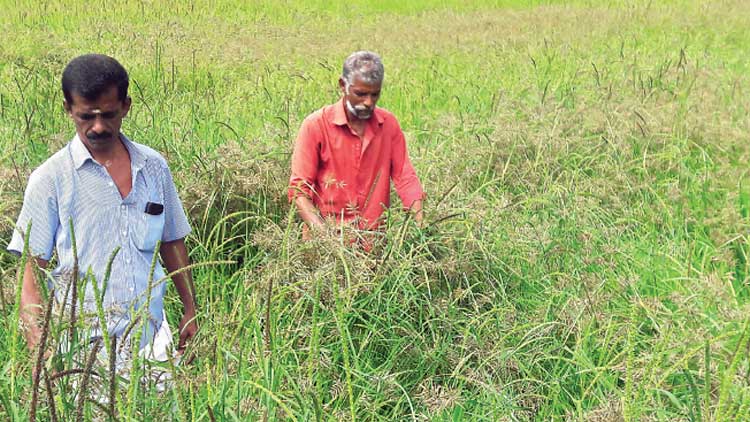 ക​ള പെ​രു​കി ന​ശി​ച്ച​ത്​ 10 ഏ​ക്ക​ർ നെ​ൽ​കൃ​ഷി ക​ണ്ണീ​ർ കൊ​യ്​​ത്​ ക​ർ​ഷ​ക​ർ