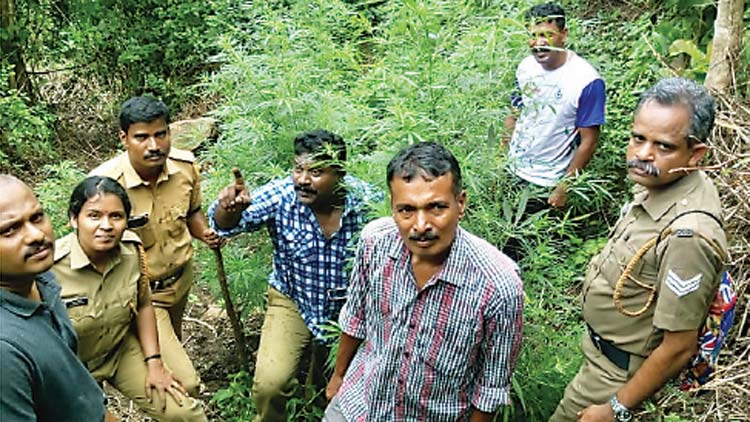 117 കഞ്ചാവ് ചെടികൾ നശിപ്പിച്ചു