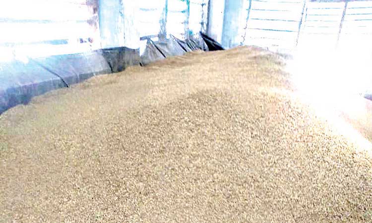 മതിയായ ജീവനക്കാരില്ല;  നെല്ല്​ സംഭരണം മുടന്തുന്നു