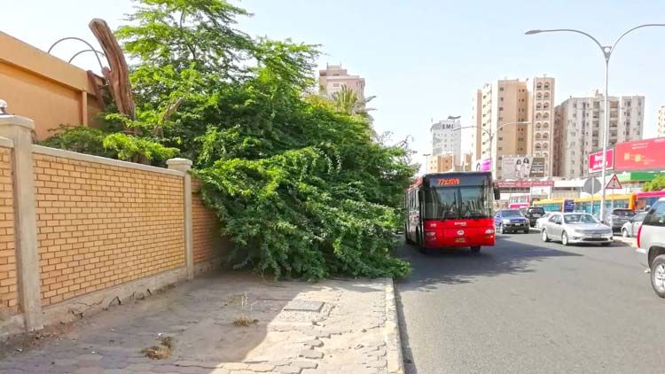 ന​ട​പ്പാ​ത​യി​ലേ​ക്ക്​ ചി​ല്ല​നീ​ട്ടി​യ  മ​ര​ങ്ങ​ൾ അ​പ​ക​ട ഭീ​ഷ​ണി