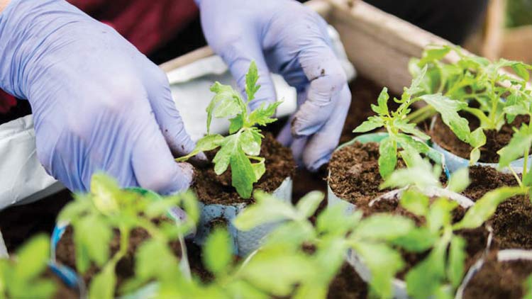 plants-greenhouse-crops