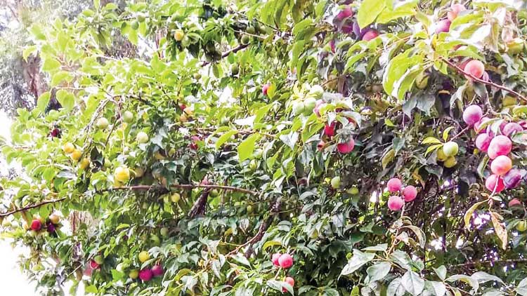 മറയൂര്‍ മലനിരകളില്‍ പ്ലം പഴക്കാലം; വാങ്ങാൻ സഞ്ചാരികളില്ല