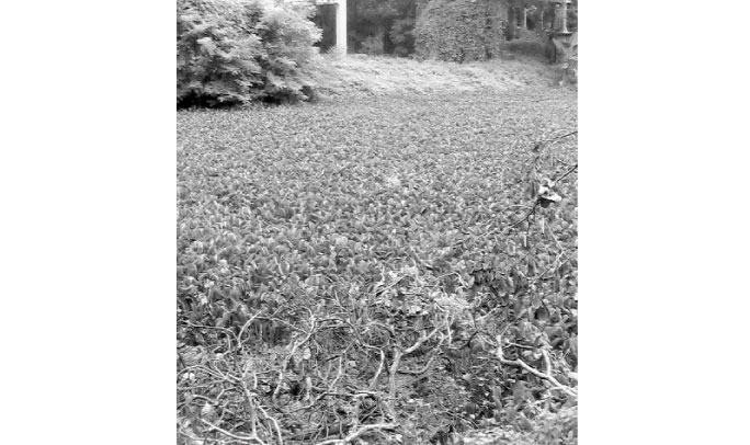 അരൂര്‍ എരിയകുളം സംരക്ഷണം പുതിയ ഭരണസമിതിക്ക് വെല്ലുവിളിയാകും