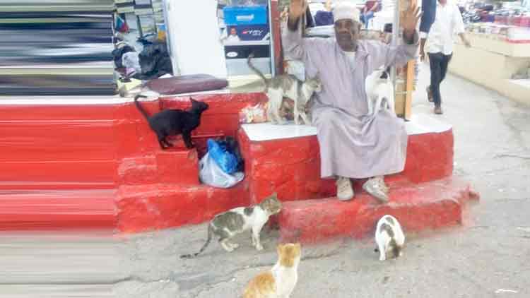 പൂച്ചകളെ അന്നമൂട്ടി ഡീസൽ ബലൂഷി