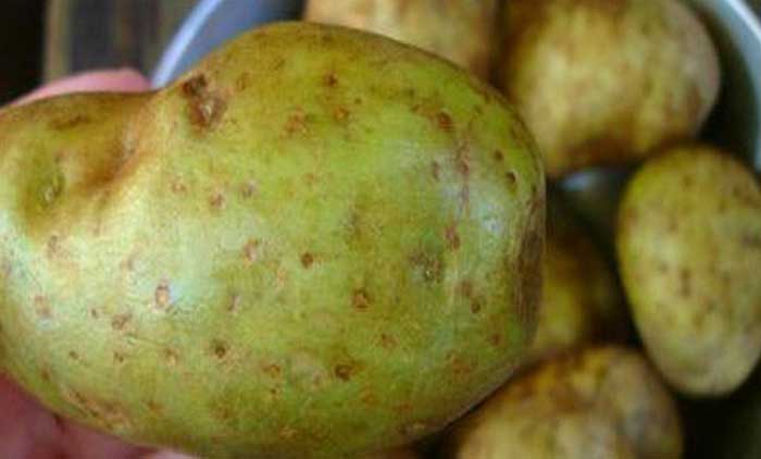 ഉ​രു​ള​ക്കി​ഴ​ങ്ങിന്​ പച്ചനിറം: ജാ​ഗ്രതാനിർദേശം