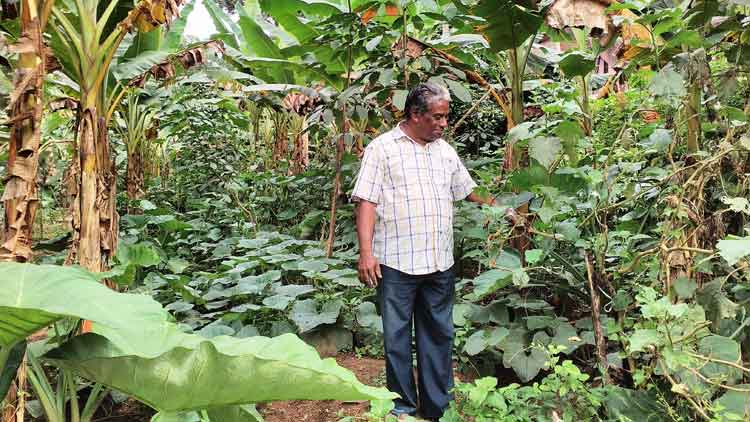 കൃഷി ദൈവിക വേലയാക്കി സണ്ണി പാസ്റ്റർ