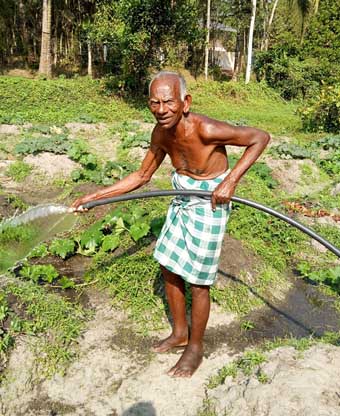 വെയിൽ പെയ്യുന്ന പാടത്ത് പൊന്ന് വിളയിച്ച് വയോധികൻ