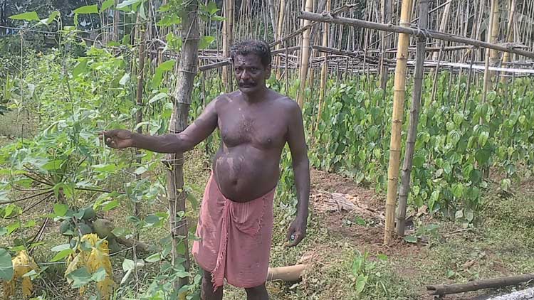 തരിശുനിലത്ത് പൊന്നുവിളയിച്ച് പ്രസാദ്