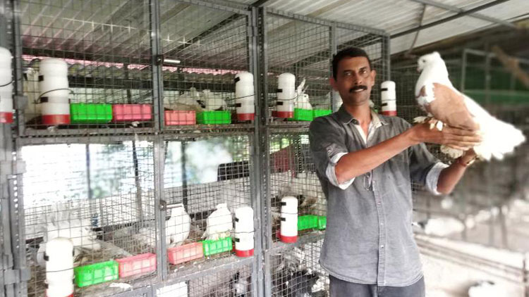 പ്രാവുകളുടെ പ്രിയ തോഴൻ ഹരി...