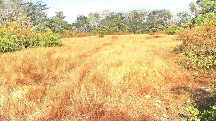 നെടുംകുന്നുമല വിനോദസഞ്ചാര പദ്ധതി മറന്ന് അധികൃതർ