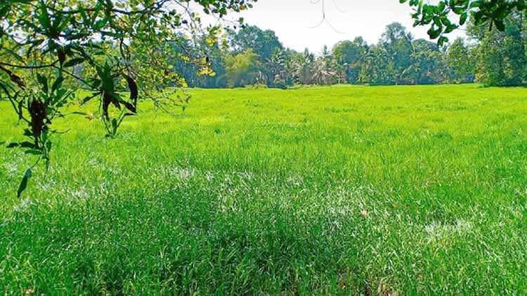 ജലസേചന സംവിധാനമില്ല: മാണിക്കത്തടി പാടശേഖരത്ത്​ നെൽകൃഷി നിലച്ചിട്ട് അഞ്ചു വർഷം