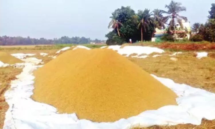 കൂലിത്തർക്കം; പാടശേഖരത്തിലെ  നെല്ല്​ മാറ്റാനാകാതെ നാലു ദിവസം