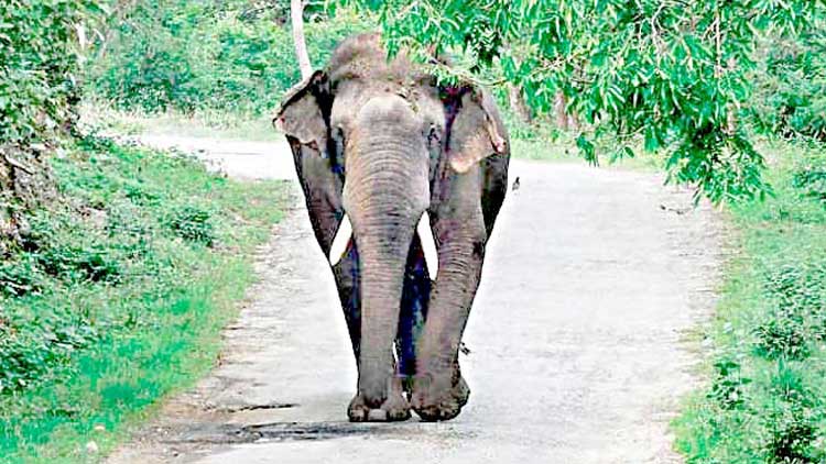 ആനകള്‍ക്ക് ഭീഷണി:  നിലക്കലില്‍ പൂമാല ഉപേക്ഷിക്കുന്നതിന് നിരോധനം