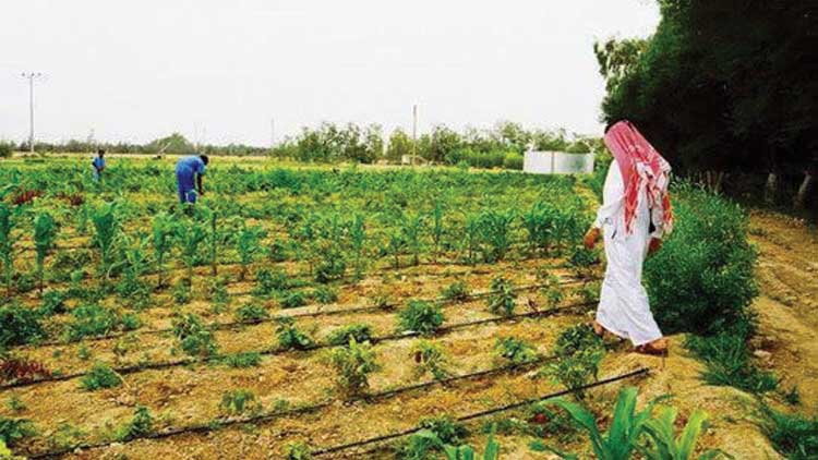 ഉ​പ​രോ​ധ​ം  കാർഷിക പ്ര​ത്യാ​ഘാ​ത​ങ്ങ​ൾ  വ്യ​ക്​​ത​മാ​ക്കി ഖ​ത്ത​ർ