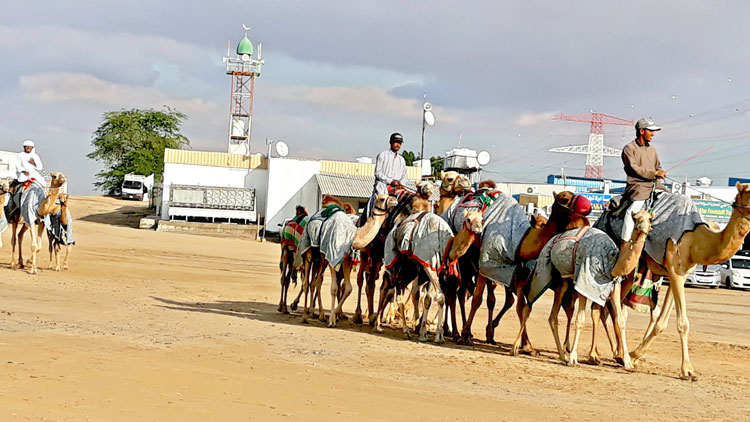 മസറകളില്‍നിന്ന​്​ പട്ടണത്തിലേക്ക് നടക്കുകയാണ് റഹ്​മാനിയ