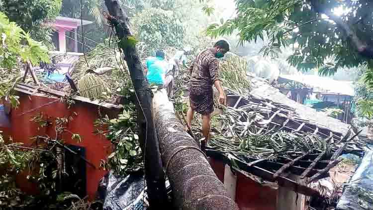 കടപുഴക്കി മഴ; കനത്ത നാശം
