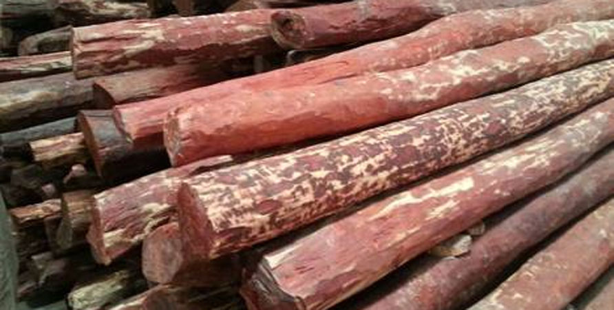 red sandalwood
