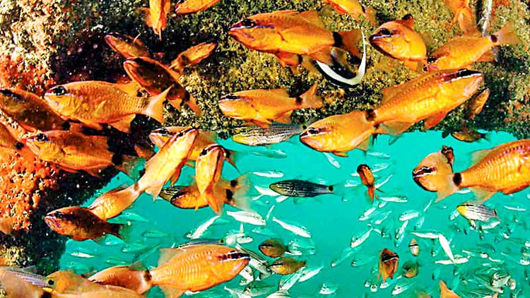 മിഡിലീസ്​റ്റിലെ ഏറ്റവും വലിയ  മറൈൻ ഫാം സുവൈഖിൽ തുറന്നു