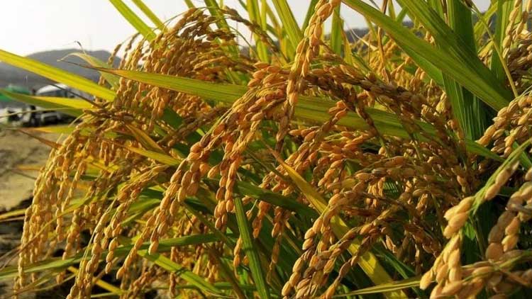 ദേശീയ ഭക്ഷ്യസുരക്ഷ മിഷന്‍ പദ്ധതി വ്യാപിപ്പിക്കണമെന്ന്​ കേരളം