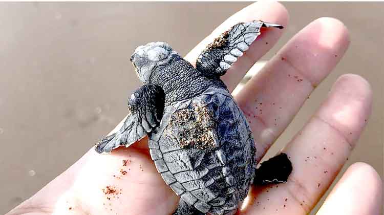 യു.എ.ഇയിൽ ഒലിവ് റിഡ്‌ലി കടലാമകളുടെ സാന്നിധ്യം കണ്ടെത്തി 