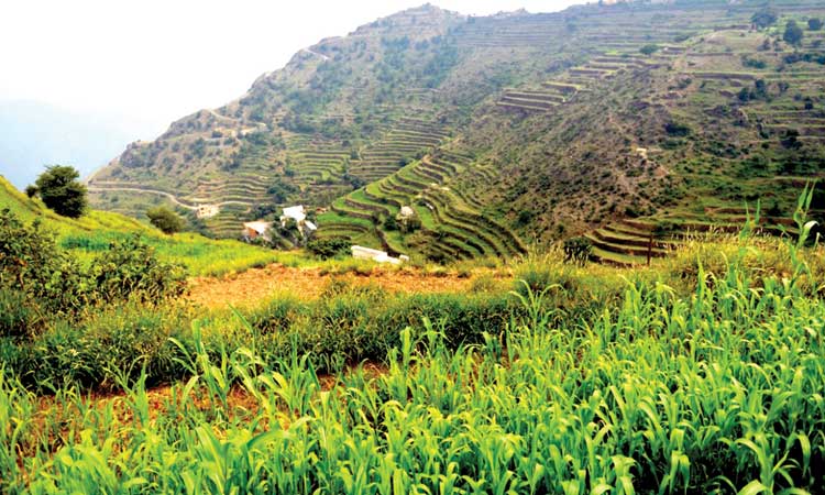 മരുഭൂനാട്ടിലെ കുളിർക്കാഴ്​ചയായി​ റിജാലുൽ അൽമഅ്​