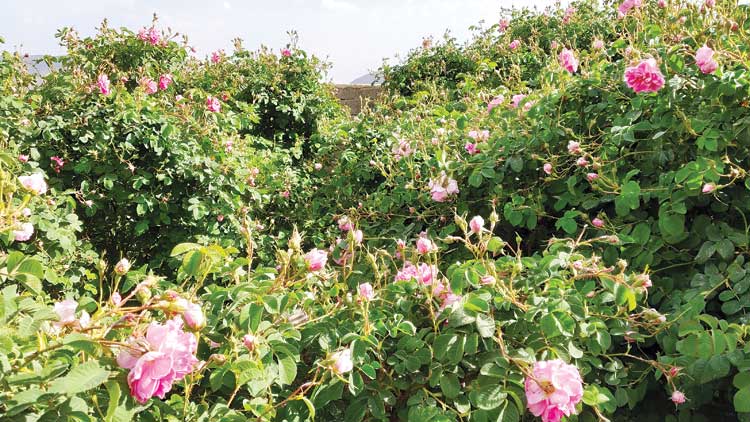 ജ​ബ​ൽ അ​ഖ്​​ദ​ർ മ​ല​നി​ര​ക​ളി​ൽ പൂ​ക്കാ​ലം