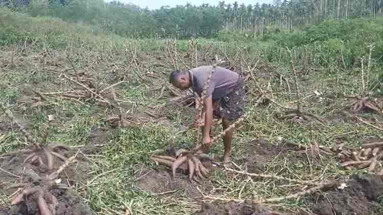 മുഖ്യമന്ത്രിയുടെ ദുരിതാശ്വാസ നിധിയിലേക്ക് 10 ടൺ കപ്പ നൽകി കർഷകൻ -VIDEO