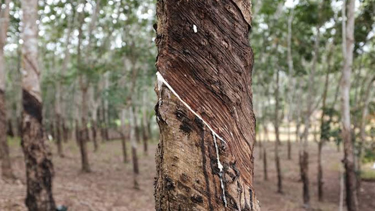 ടാപ്പിങ്​ കത്തികാണാതെ 1,92,000 ഹെക്​ടർ റബർ തോട്ടം