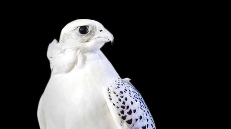 ഫാ​ൽ​ക്ക​ണു​ക​ളു​ടെ ലോ​ക​ത്തെ കൗ​തു​ക കാ​ഴ്ച​ക​ൾ