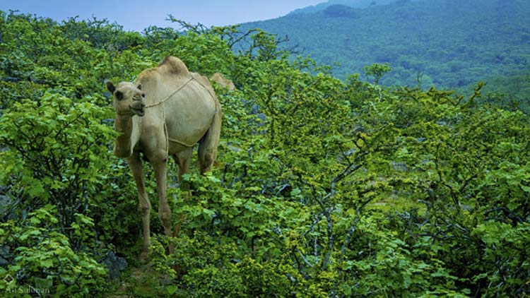 സന്ദർശകരുടെ ഒഴുക്ക് കാത്ത് സലാല