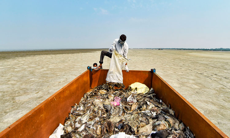 സാംഭറിൽ ദേശാടനക്കിളികൾ കരയുന്നില്ല; ആ യാത്രകൾ ഇവിടെ നിലച്ചു