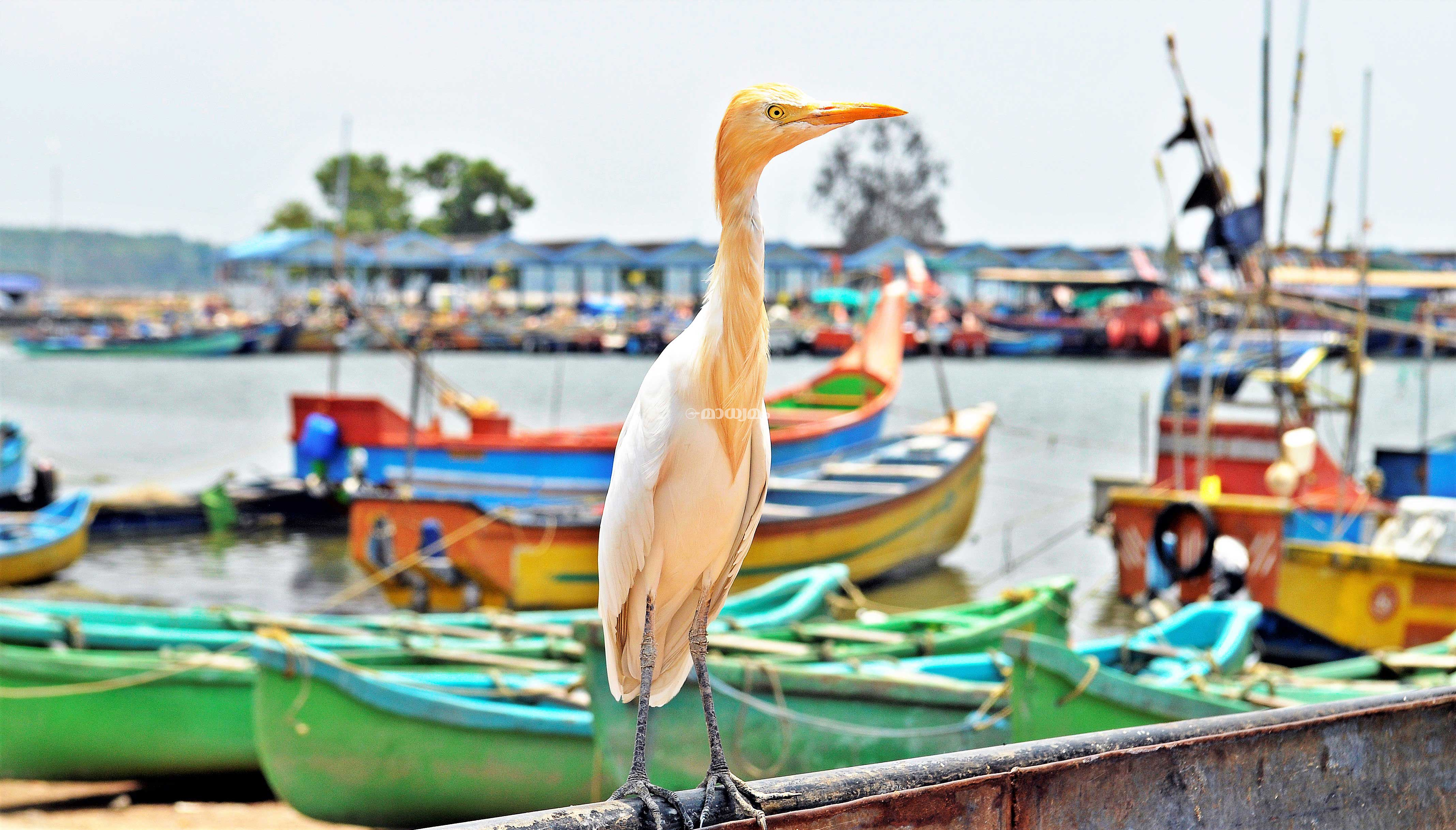 പ്രതീക്ഷയുടെ നാമ്പ്​ ...
