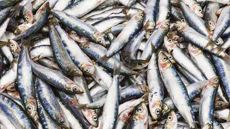 മത്തിയെ ‘കാണാനില്ല’;  രഹസ്യം തേടി ഗവേഷകർ