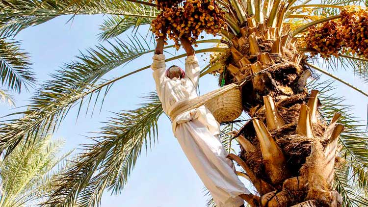 സൗദിയിൽ ഇൗത്തപ്പഴ ഉൽപാദനം 150 ലക്ഷം ടൺ കവിഞ്ഞു സൗദിയിൽ ഇൗത്തപ്പഴ ഉൽപാദനം 150 ലക്ഷം ടൺ കവിഞ്ഞു