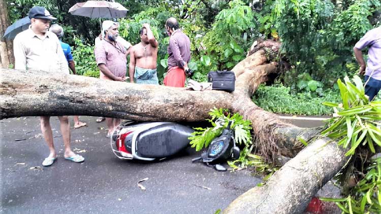 സ്കൂട്ടറിനുമേൽ മരംവീണ്​ യാത്രക്കാരന്​​ ഗുരുതര പരിക്ക്