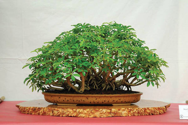shabeer-Bonsai-Tree