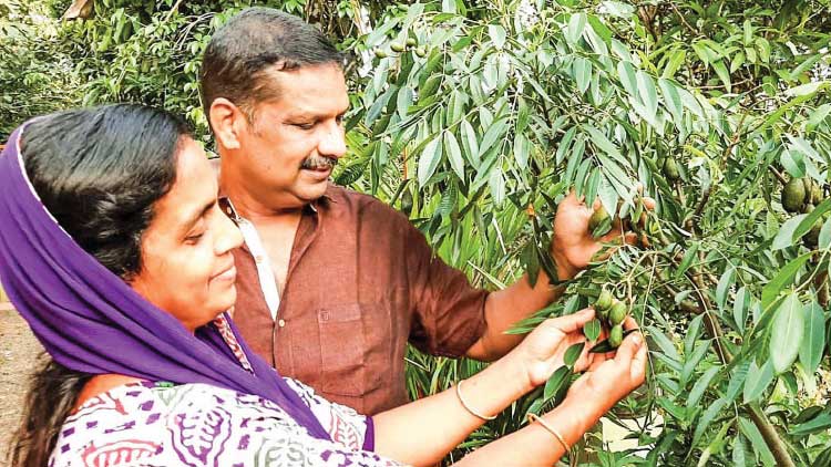 കൃഷി ജീവിതമാക്കി ഷാജിയും കുടുംബവും; പുരയിടത്തില്‍ ഇനി വിളവെടുപ്പി​െൻറ കാലം 