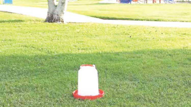 ശ​​​മാ​​​ൽ പാ​​​ർ​​​ക്കു​​​ക​​​ളി​​​ൽ പ​​​ക്ഷി​​​ക​​​ൾ​​​ക്ക്​ കു​​ടി​​വെ​​ള്ളം