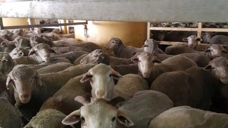 ആ​സ്​​ട്രേ​ലി​യ​യി​ൽ​നി​ന്ന്​ ആ​ടു​ക​ളെ എ​ത്തി​ച്ചു