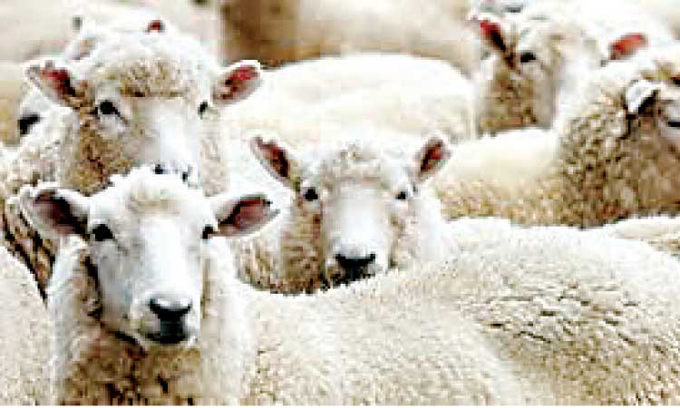 മാ​​ർ​​ച്ച്​ ഒ​​ന്നു​​മു​​ത​​ൽ ആ​​ട്​ ക​​യ​​റ്റു​​മ​​തി​​ക്ക്​ വി​​ല​​ക്ക്​