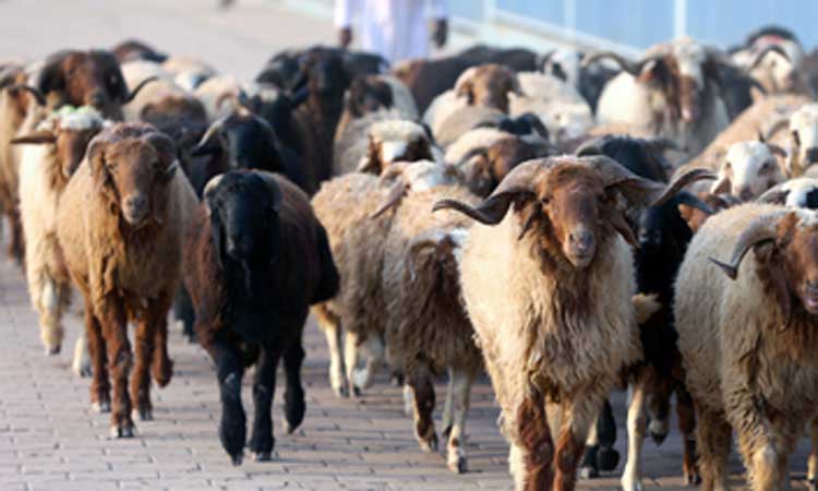 ആ​ടു​വി​ല വി​ല കു​തി​ക്കു​ന്നു​; സ​ർ​ക്കാ​ർ ഇ​ട​പെ​ട​ണ​മെ​ന്ന്​ ആ​വ​ശ്യം