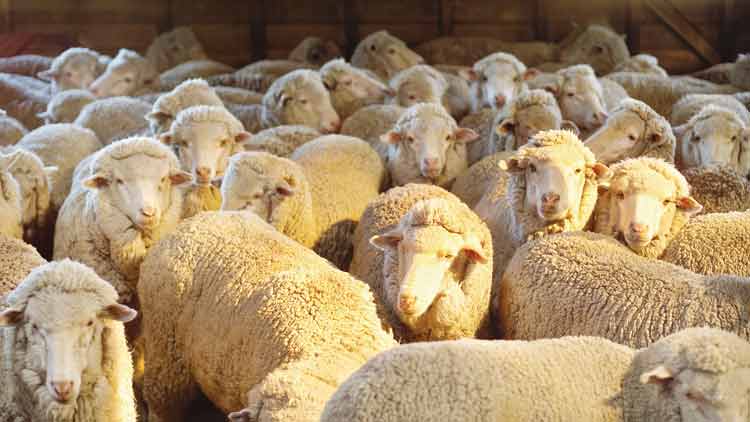 ആസ്‌​േട്രലിയയില്‍നിന്ന്  38,000 ആടുകള്‍ എത്തിച്ചു