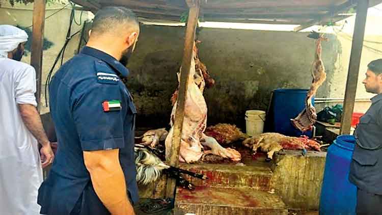 ബ​ലി​പെ​രു​ന്നാ​ൾ: 36 തെ​രു​വ്  ക​ശാ​പ്പു​കാ​രെ ഷാ​ർ​ജ ന​ഗ​ര​സ​ഭ പി​ടി​കൂ​ടി